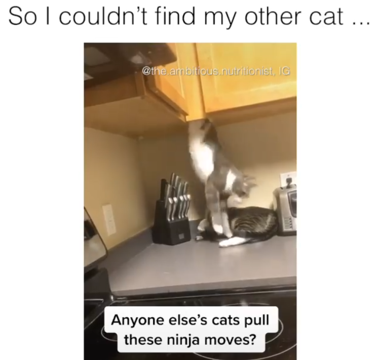 So I couldn't find my other cat... @the.ambitious.nutritionist, IG Anyone else's cats pull these ninja moves?