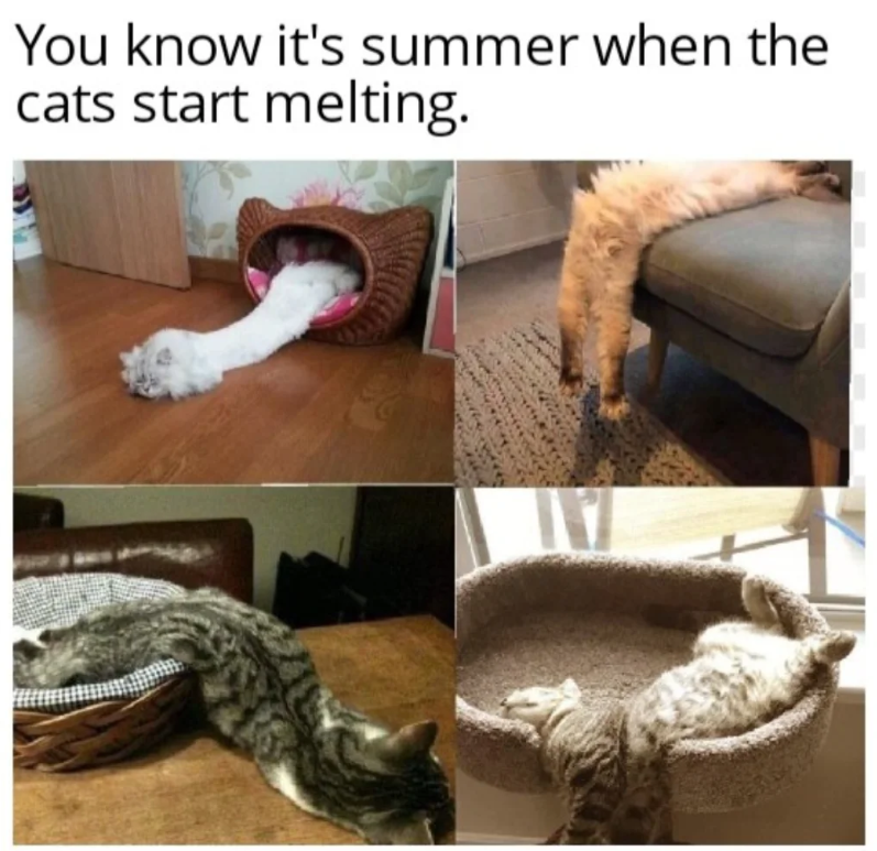 You know it's summer when the cats start melting.