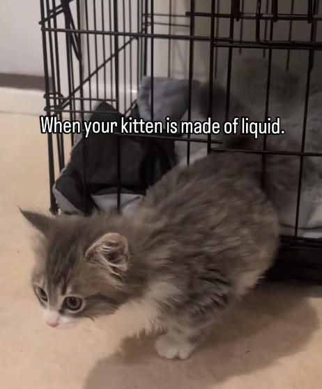 When your kitten is made of liquid.