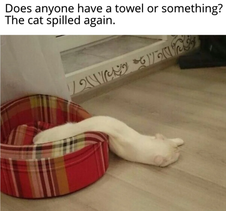 Does anyone have a towel or something? The cat spilled again. //2།© 67