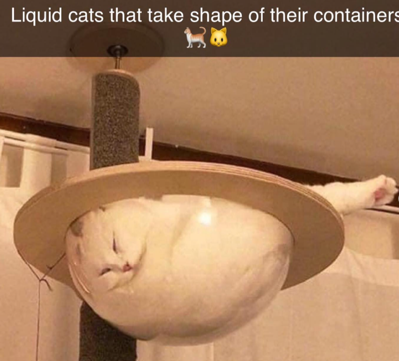 Liquid cats that take shape of their containers