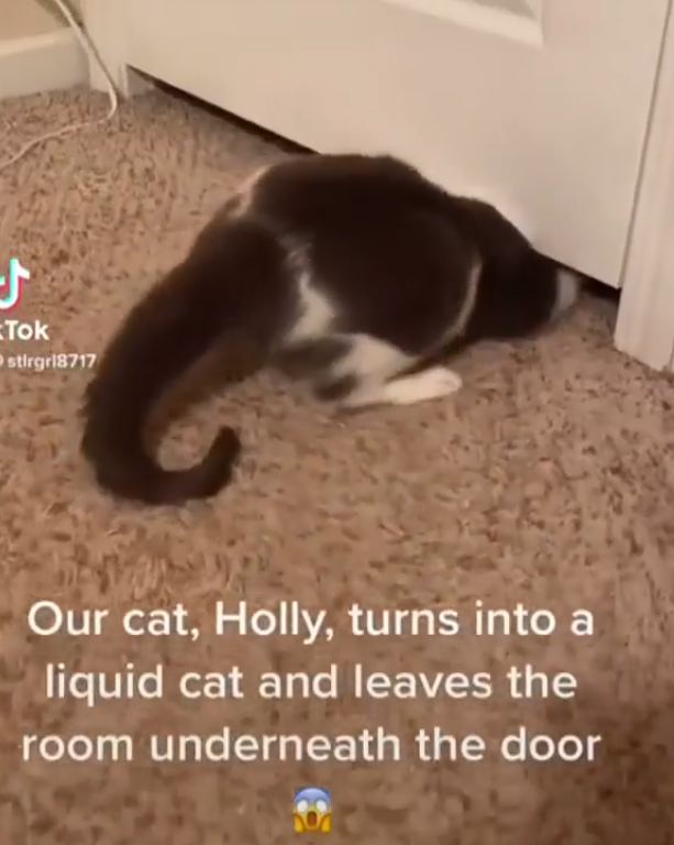 f Tok stirgri8717 Our cat, Holly, turns into a liquid cat and leaves the room underneath the door