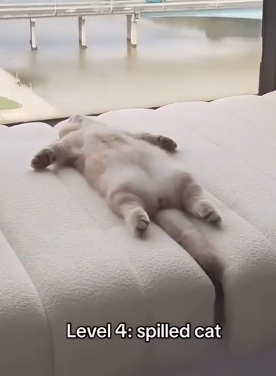 Level 4: spilled cat