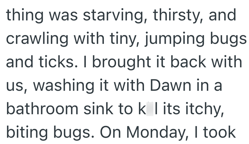 thing was starving, thirsty, and crawling with tiny, jumping bugs and ticks. I brought it back with us, washing it with Dawn in a bathroom sink to k l its itchy, biting bugs. On Monday, I took