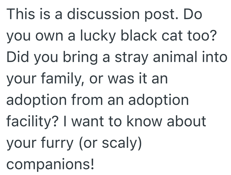 This is a discussion post. Do you own a lucky black cat too? Did you bring a stray animal into your family, or was it an adoption from an adoption facility? I want to know about your furry (or scaly) companions!