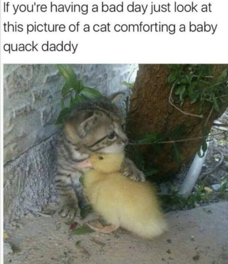 If you're having a bad day just look at this picture of a cat comforting a baby quack daddy