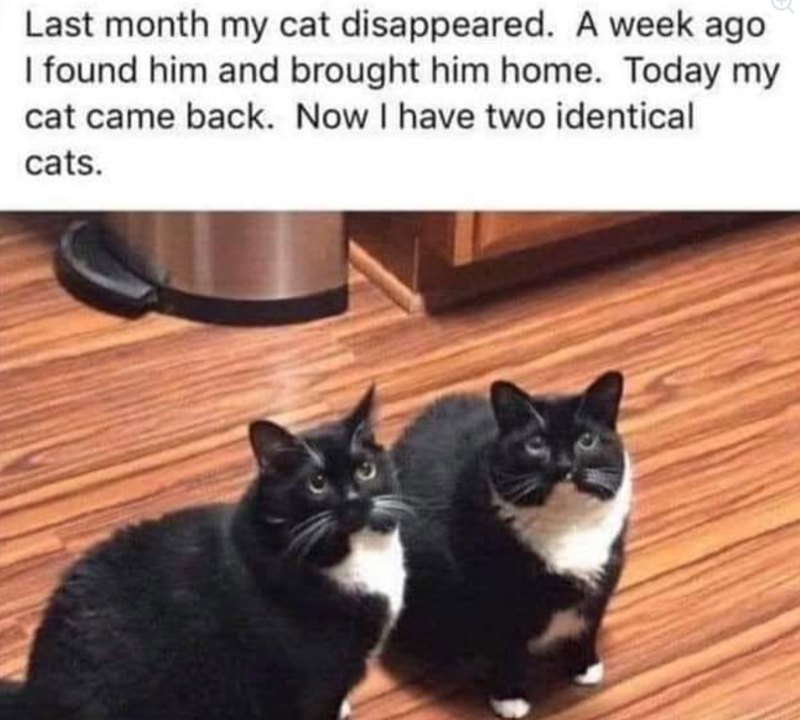 Last month my cat disappeared. A week ago I found him and brought him home. Today my cat came back. Now I have two identical cats.