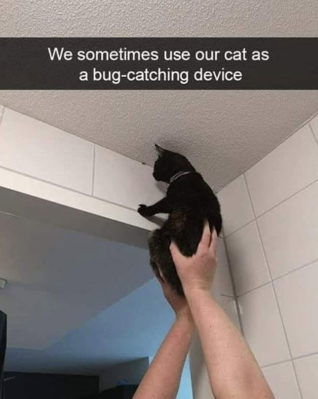 We sometimes use our cat as a bug-catching device