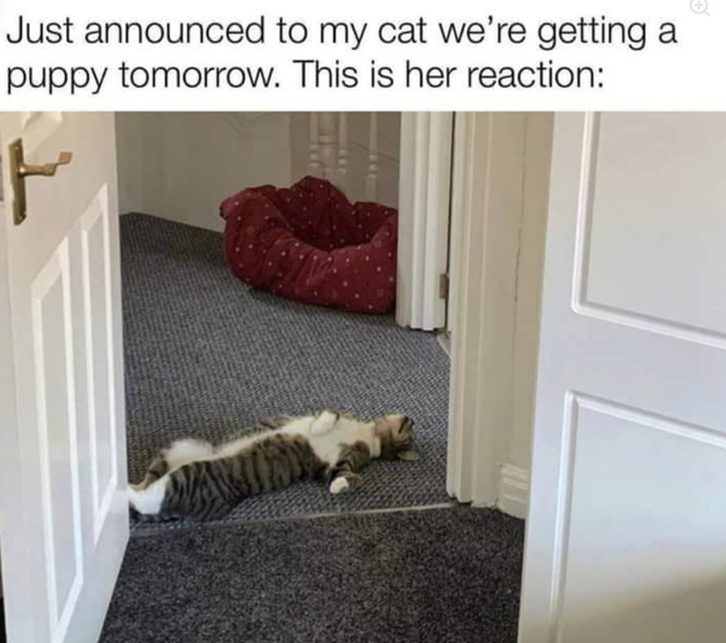 Just announced to my cat we're getting puppy tomorrow. This is her reaction: F