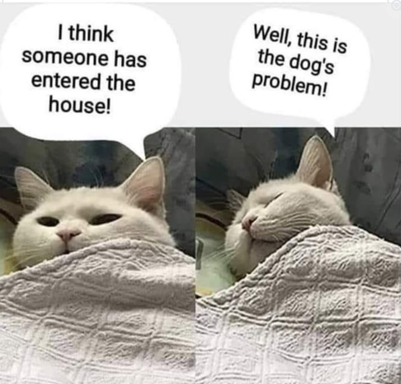 I think someone has entered the house! Well, this is the dog's problem!