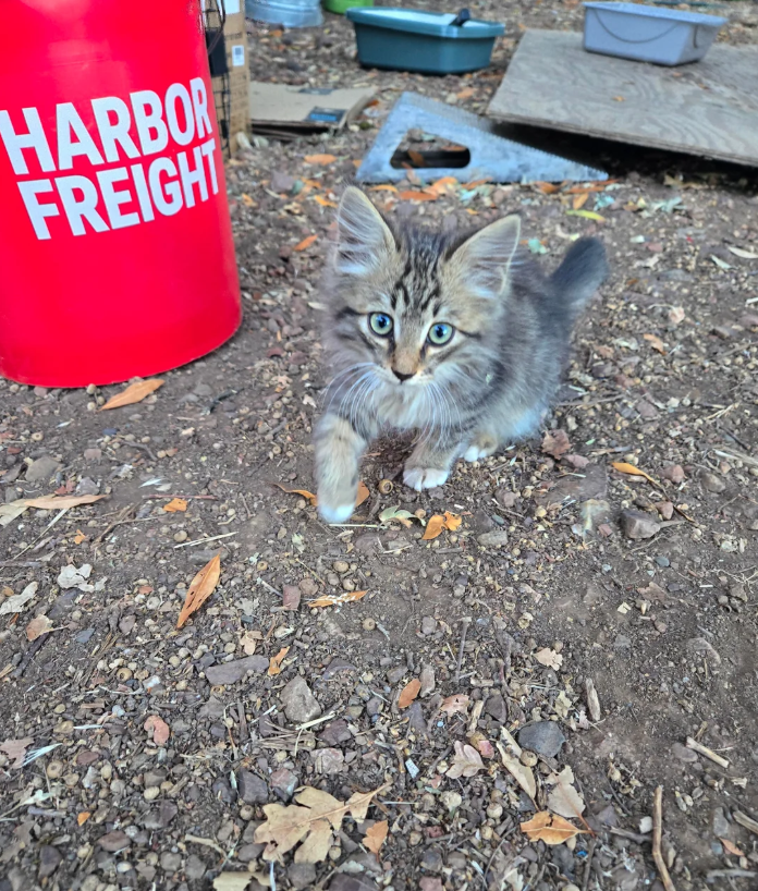 HARBOR FREIGHT
