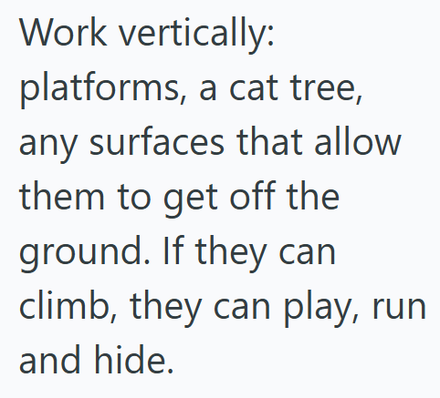Work vertically: platforms, a cat tree, any surfaces that allow them to get off the ground. If they can climb, they can play, run and hide.