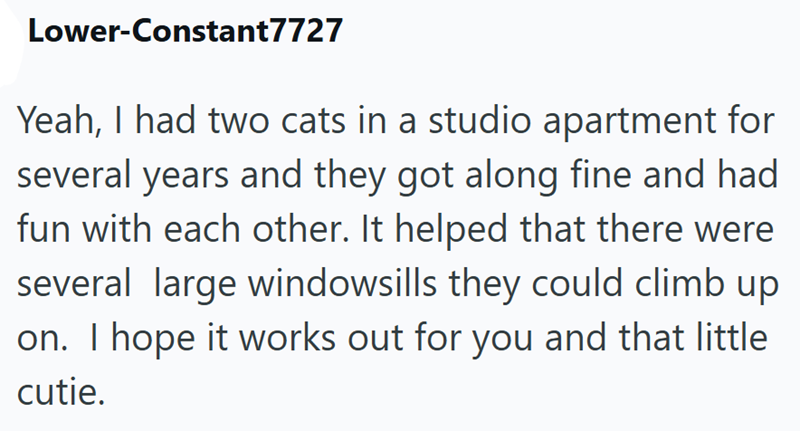 Lower-Constant7727 Yeah, I had two cats in a studio apartment for several years and they got along fine and had fun with each other. It helped that there were several large windowsills they could climb up on. I hope it works out for you and that little cutie.