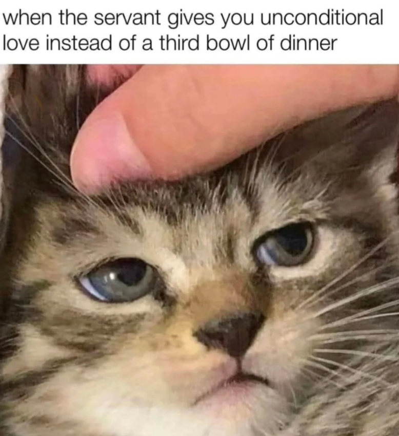 when the servant gives you unconditional love instead of a third bowl of dinner