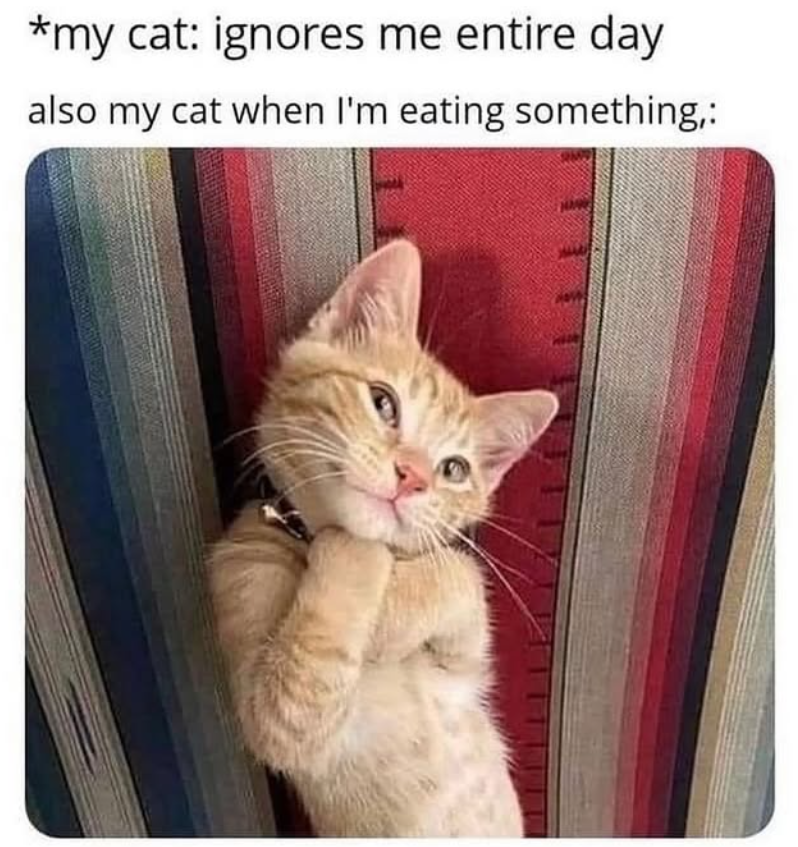 *my cat: ignores me entire day also my cat when I'm eating something,: