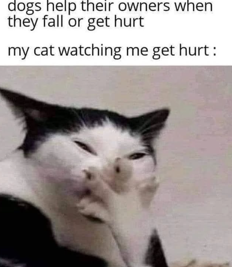 dogs help their owners when they fall or get hurt my cat watching me get hurt: