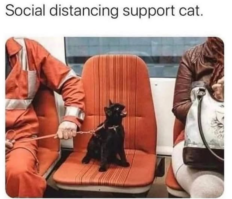 Social distancing support cat.