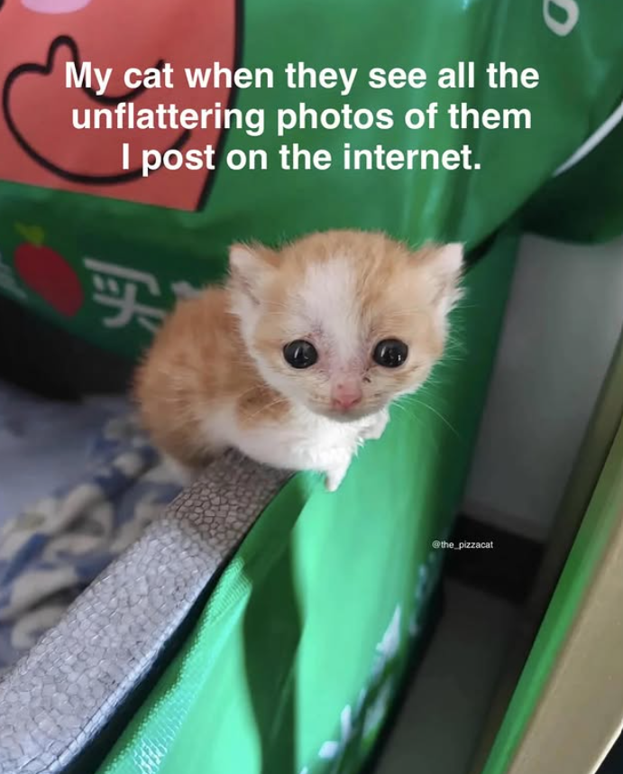 My cat when they see all the unflattering photos of them I post on the internet. 买 @the_pizzacat
