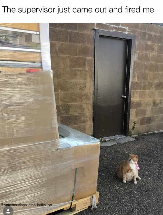 The supervisor just came out and fired me @rememberingashthecheflinkcat