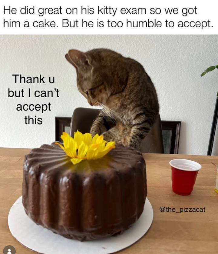 He did great on his kitty exam so we got him a cake. But he is too humble to accept. Thank u but I can't accept this @the_pizzacat