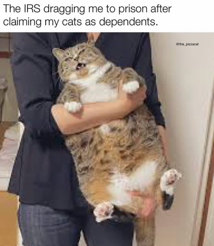 The IRS dragging me to prison after claiming my cats as dependents. @the_pizzacat