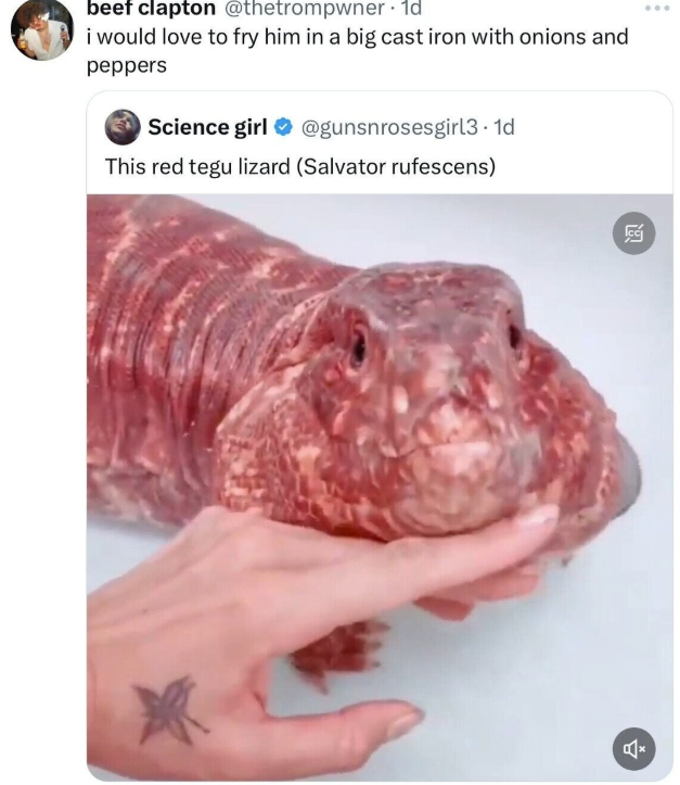 beef clapton @thetrompwner. 1d i would love to fry him in a big cast iron with onions and peppers Science girl @gunsnrosesgirl3.1d This red tegu lizard (Salvator rufescens) E