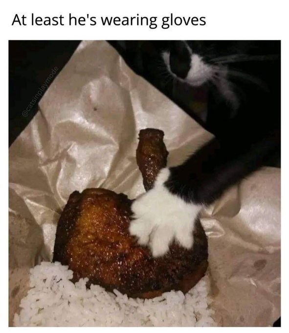 At least he's wearing gloves @catsinplaymode