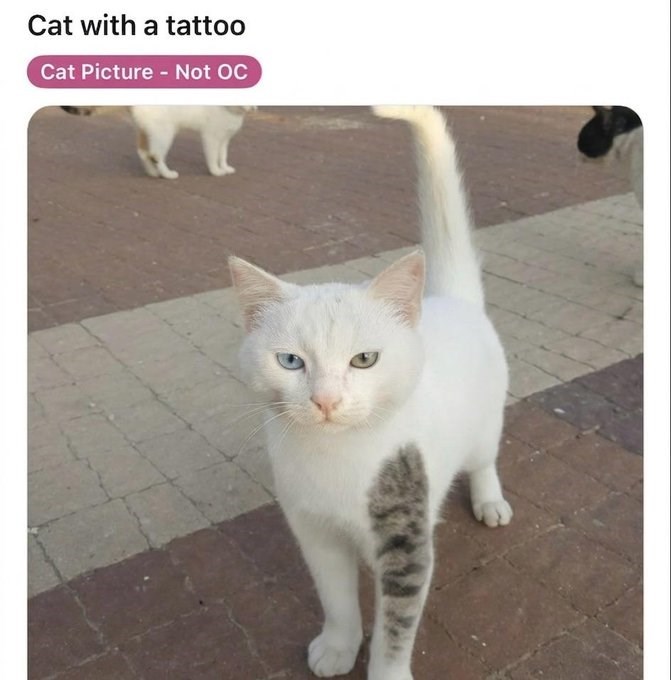 Cat with a tattoo Cat Picture - Not OC