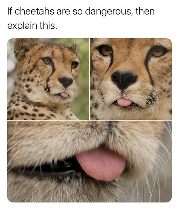 If cheetahs are so dangerous, then explain this.