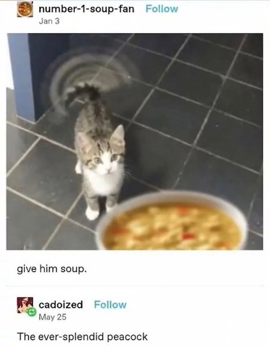 number-1-soup-fan Follow Jan 3 give him soup. cadoized Follow May 25 The ever-splendid peacock