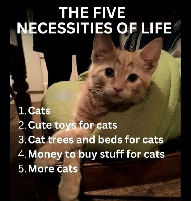 THE FIVE NECESSITIES OF LIFE Ocusrite 1. Cats 2. Cute toys for cats 3. Cat trees and beds for cats 4. Money to buy stuff for cats 5. More cats