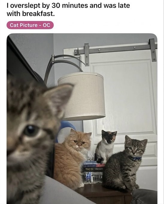 I overslept by 30 minutes and was late with breakfast. Cat Picture - OC THE EX FRESATE