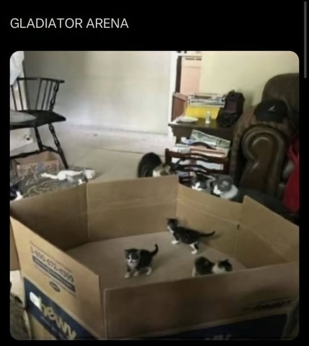 GLADIATOR ARENA whewy
