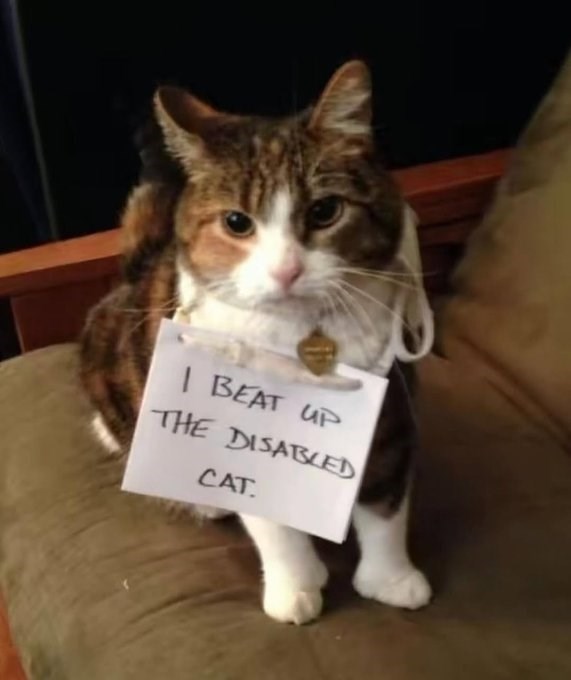 | BEAT UP THE DISABLED CAT