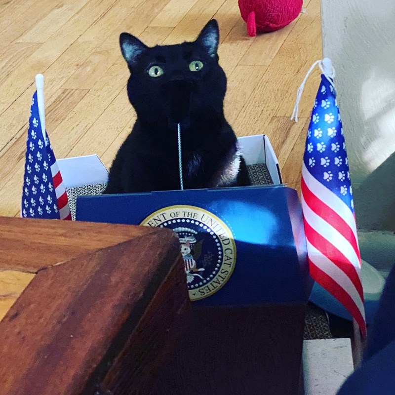 ENT OF THE UNITED STATES
