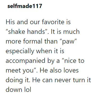 selfmade117 His and our favorite is "shake hands". It is much more formal than "paw" especially when it is accompanied by a "nice to meet you". He also loves doing it. He can never turn it down lol