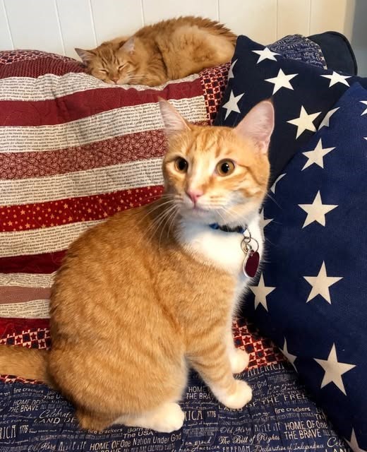 AMERICA fire crachure you HOME O THE BRAVE ICH Celebrat AND DE rebackers USA The HOME THE BRA God KICA 1776 OF THE FREE fire crackers Milf HOME OF One Nation Under Gadugay it if HOME OF One FAVE CREATED A Jam proud The Bill of Tights THE BRAVE olmerican FINOM Declaration of Independa Cit