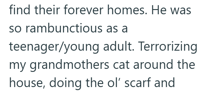 find their forever homes. He was so rambunctious as a teenager/young adult. Terrorizing my grandmothers cat around the house, doing the ol' scarf and