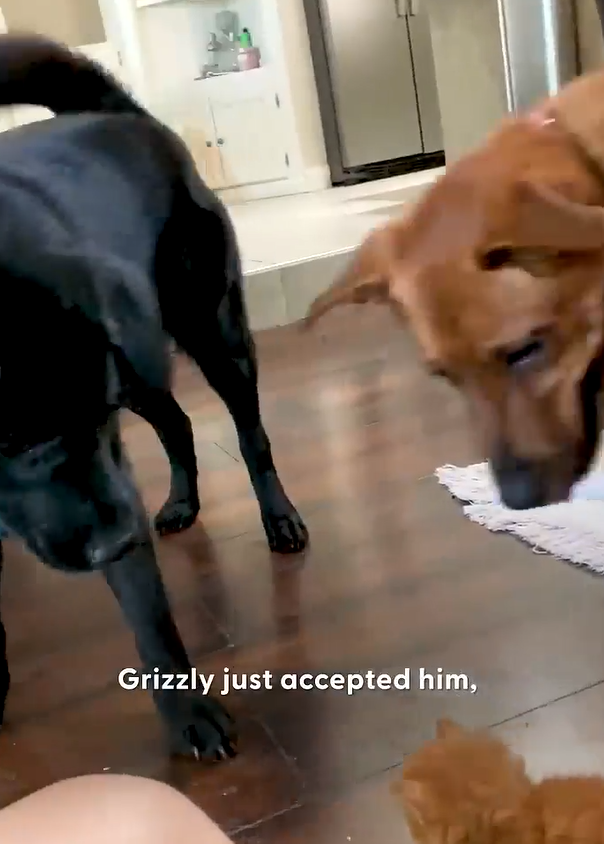 Grizzly just accepted him,