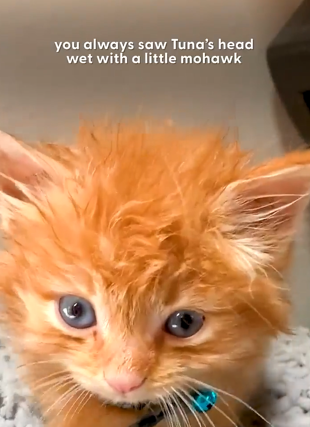 you always saw Tuna's head wet with a little mohawk AC