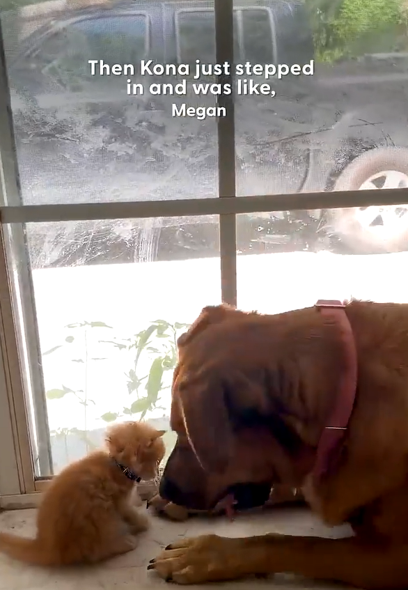 Then Kona just stepped in and was like, Megan