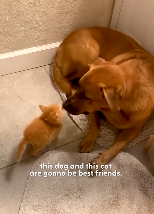 this dog and this cat are gonna be best friends.