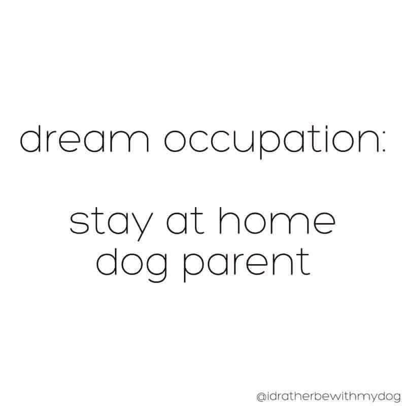 dream occupation: stay at home dog parent @idratherbewithmydog