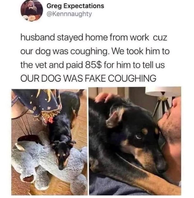 Greg Expectations @Kennnaughty husband stayed home from work cuz our dog was coughing. We took him to the vet and paid 85$ for him to tell us OUR DOG WAS FAKE COUGHING