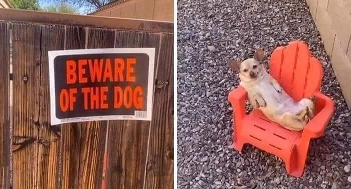 BEWARE OF THE DOG