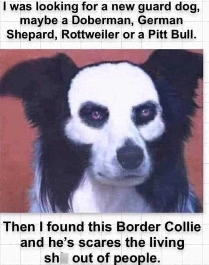 I was looking for a new guard dog, maybe a Doberman, German Shepard, Rottweiler or a Pitt Bull. Then I found this Border Collie and he's scares the living sh out of people.