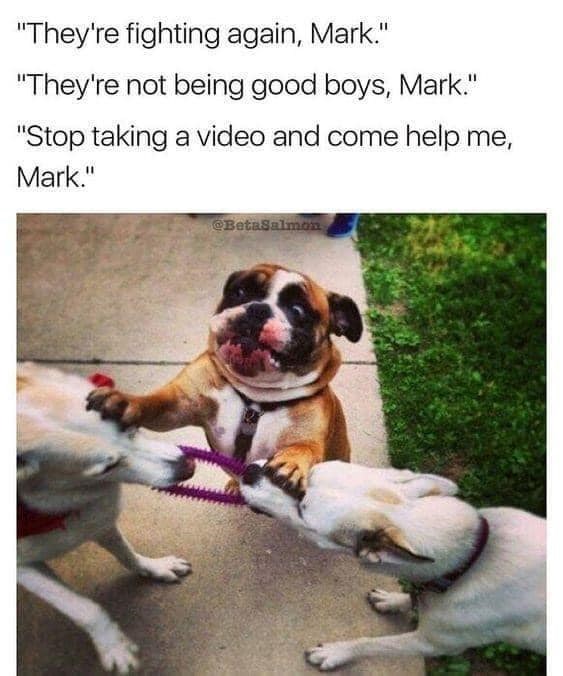 "They're fighting again, Mark." "They're not being good boys, Mark." "Stop taking a video and come help me, Mark." @BetaSalmon