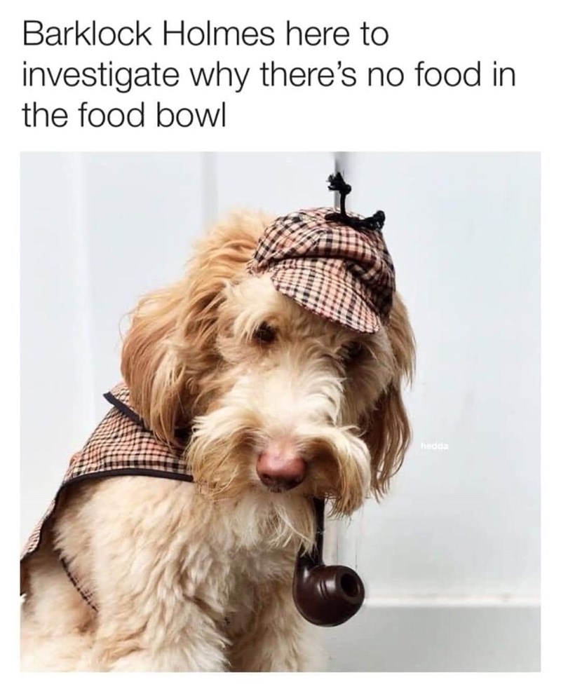 Barklock Holmes here to investigate why there's no food in the food bowl hedda