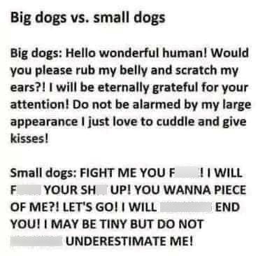 Big dogs vs. small dogs Big dogs: Hello wonderful human! Would you please rub my belly and scratch my ears?! I will be eternally grateful for your attention! Do not be alarmed by my large appearance I just love to cuddle and give kisses! Small dogs: FIGHT ME YOU F !I WILL F YOUR SH UP! YOU WANNA PIECE OF ME?! LET'S GO! I WILL YOU! I MAY BE TINY BUT DO NOT UNDERESTIMATE ME! END