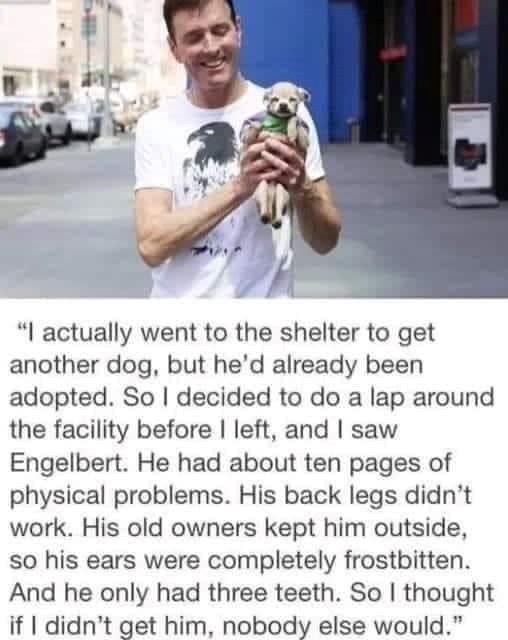"I actually went to the shelter to get another dog, but he'd already been adopted. So I decided to do a lap around the facility before I left, and I saw Engelbert. He had about ten pages of physical problems. His back legs didn't work. His old owners kept him outside, so his ears were completely frostbitten. And he only had three teeth. So I thought if I didn't get him, nobody else would."